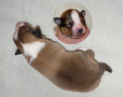 No 1 : Rüde