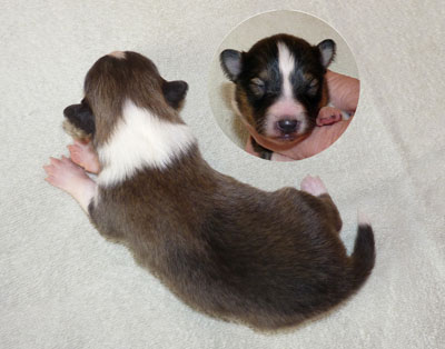 No 3 : Rüde