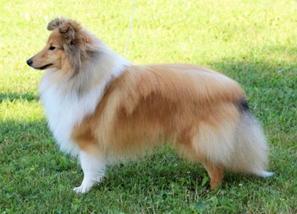 Der Vater, You Re Welcome Rusty von Berwangen